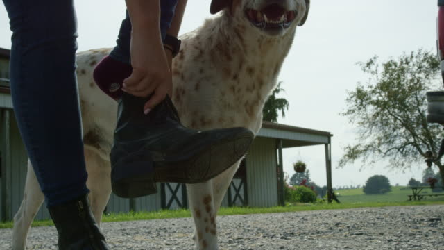 Slow Motion Shot of a Young Woman in Jeans Putting on Black Horse Riding Boots with Her Dog Beside Her with a Stable in the Background on a Sunny Day at a Horse Farm