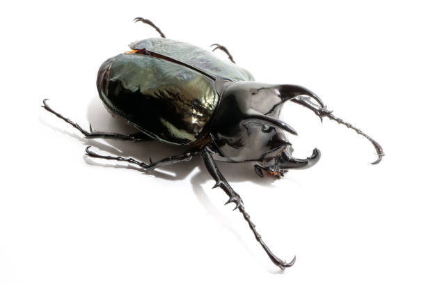 istock Beetle chalcosoma caucasus on white background 1216085756
