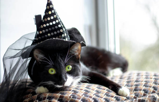 gato negro con sombrero de bruja para halloween. aislado sobre fondo blanco - witchs hat costume witch holidays and celebrations fotografías e imágenes de stock