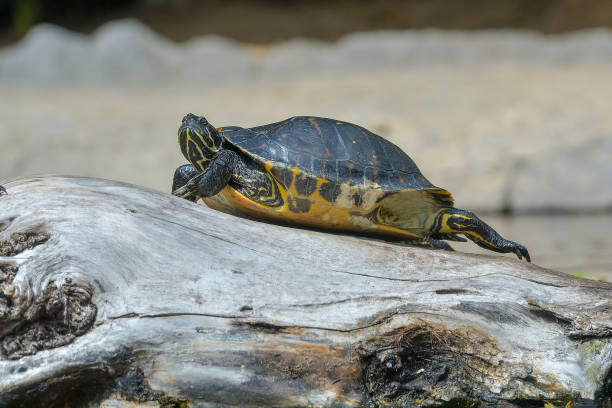 istock little water turtle in nature.ftactalius image 1216086995