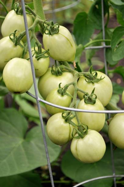 Heavy twig of ripening tomatoes in vegetable garden. Green tomato clusters supported by wire tomato cage. tomato cages stock pictures, royalty-free photos & images