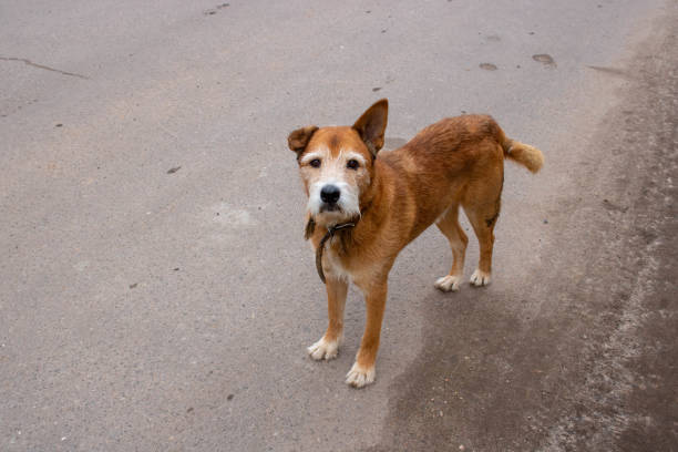 a brown old sad dog walks alone in the street.