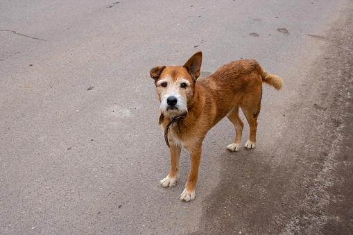 a brown old sad dog walks alone in the street.