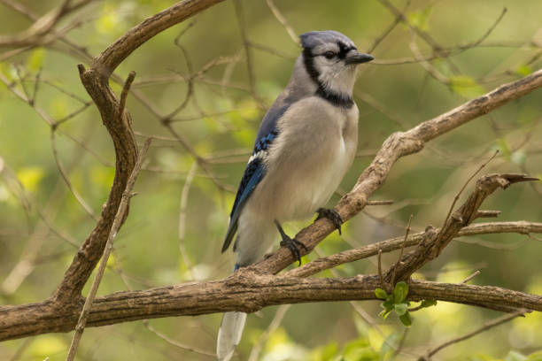 istock Blue Jay - Cyanocitta cristata 1216087054