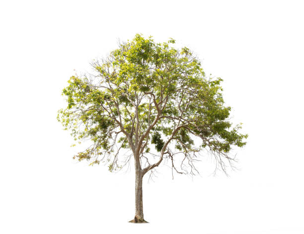 istock isolated big tree on White Background. tropical trees isolated used for design, 1216087113