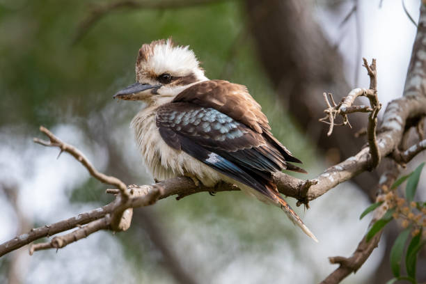 istock Laughing Kookaburra - Dacelo novaeguineae 1216088855