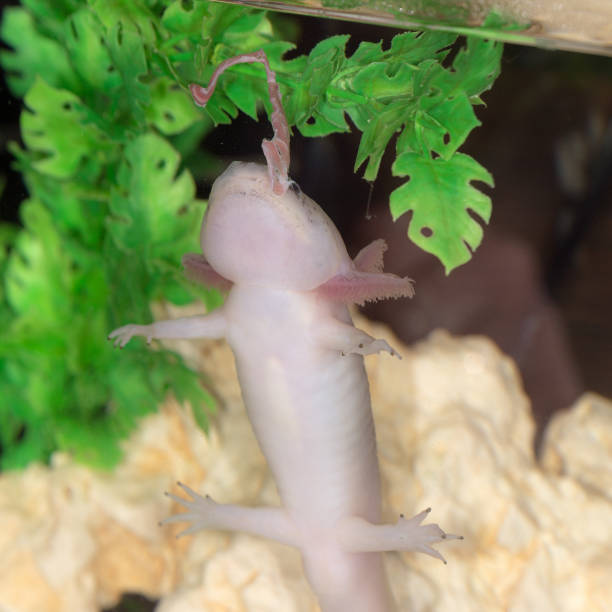 istock axolotl eats meat in an aquarium 1216089644