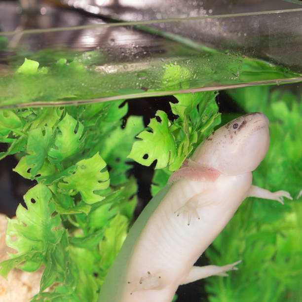 istock axolotl in aquarium water 1216090031