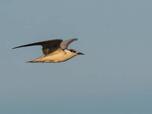 istock Whiskered Tern (Chlidonias hybrida) with non-breeding plumage in flight. 1216090767
