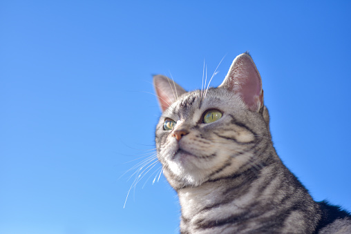Cat relaxing under the blue sky