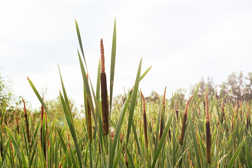 Cattails or reeds grow in swampy places