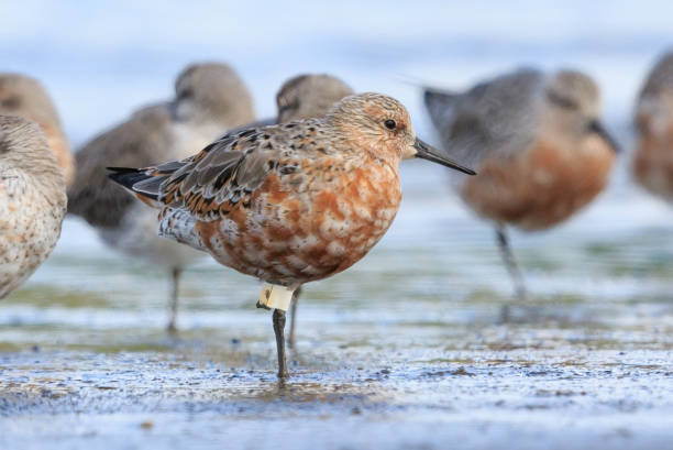 istock Lesser / Red Knot - Calidris canutus 1216091906