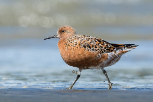 istock Lesser / Red Knot - Calidris canutus 1216091907