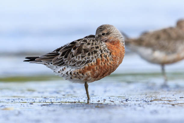 istock Lesser / Red Knot - Calidris canutus 1216091927