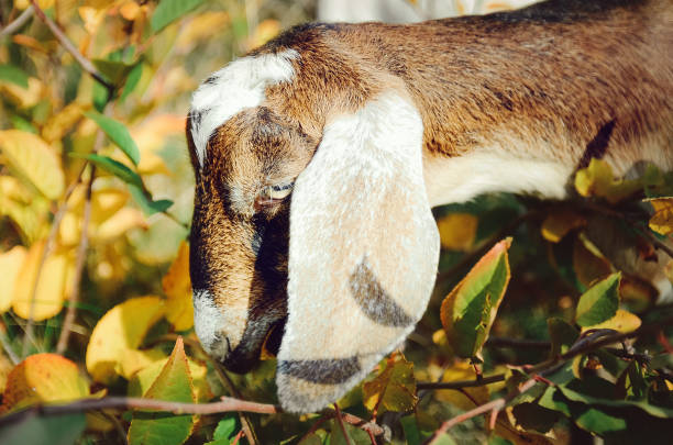 Brown Goat eating from a fir tree in the Ethiopia highlands