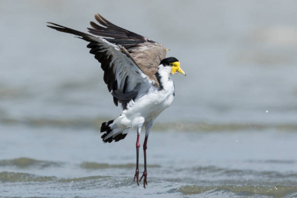 istock Masked Lapwing / Spur-winged Plover - Vanellus miles 1216092410