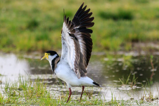 istock Masked Lapwing / Spur-winged Plover - Vanellus miles 1216092416