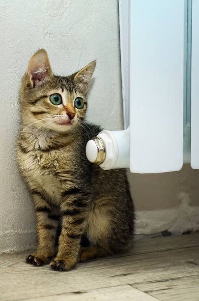 istock A beautiful kitten sits next to a warm battery in the room. 1216093157