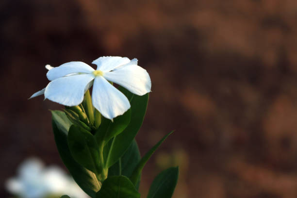 Close-up view of Madagascar Periwinkle