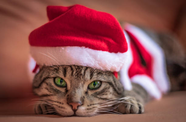 istock cat santa claus red costume disguise 1216096447