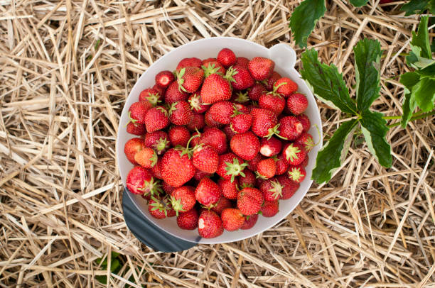 Strawberries with Swedish flags for Swedens National Day or Midsummer.