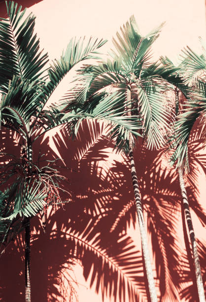 istock Wall with shadows of tropical palm tree leaves 1216100277