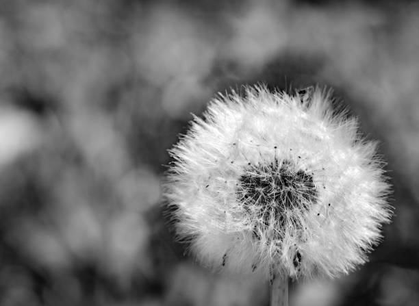istock Single faded dandelion with blurred background in black and white 1216103639