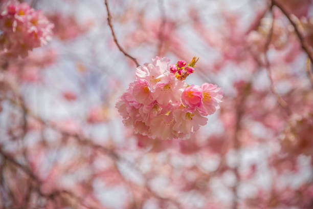Springtime, cherry blossoms at Alexandra Park in London, England