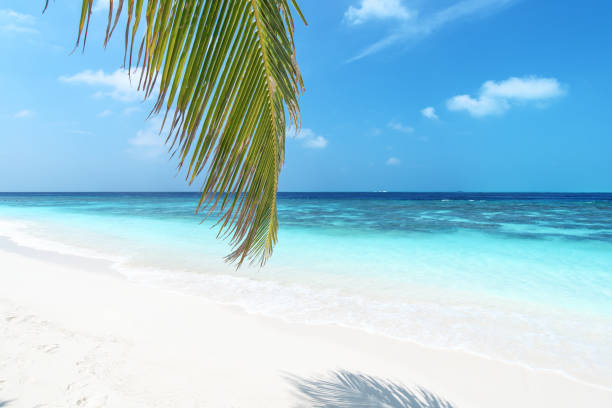 istock Exotic beach with palm leaves and turquoise sea 1216106204