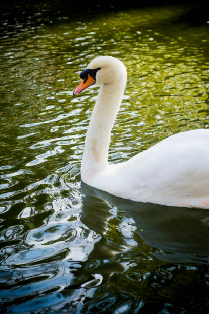 istock Beautiful white swan on a lake 1216106470