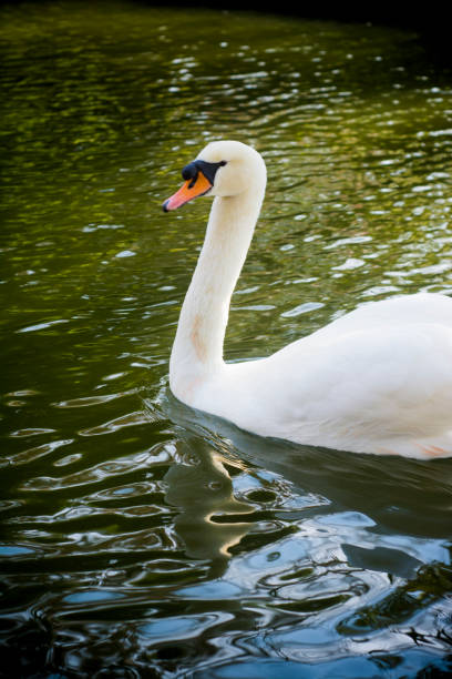 istock Beautiful white swan on a lake 1216106583