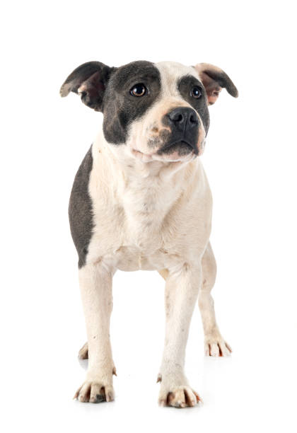 istock staffordshire bull terrier 1216106621
