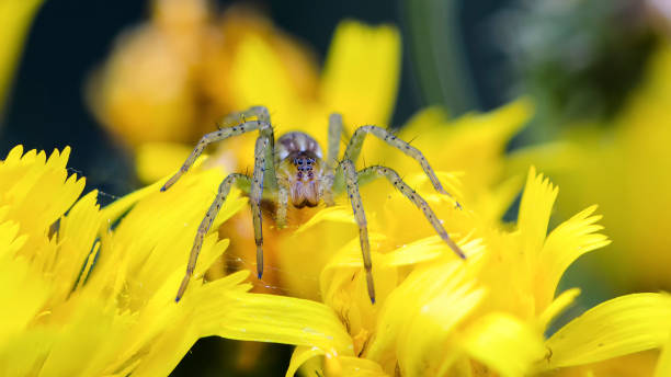 istock Spider female lurking on yellow flower 1216107755