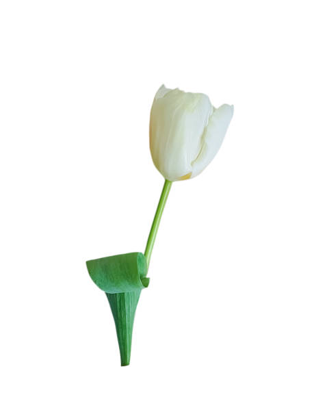 istock white tulip isolated on white background 1216107844
