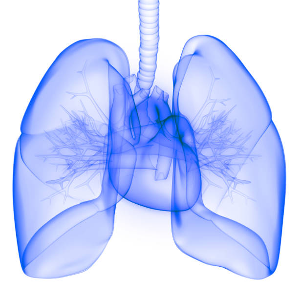 istock Heart a Part of Human Circulatory System Anatomy 3d rendering 1216107894