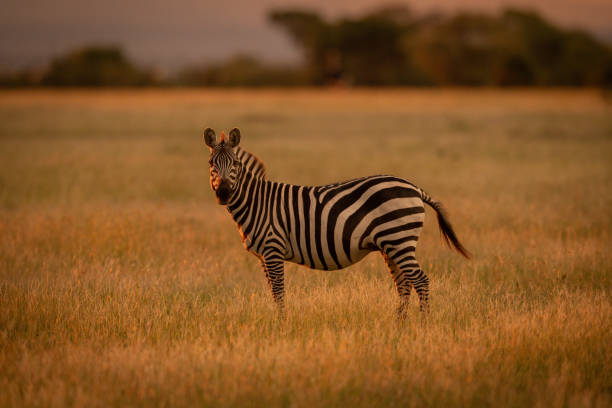 istock Plains zebra stands rim lit by sunset 1216108027