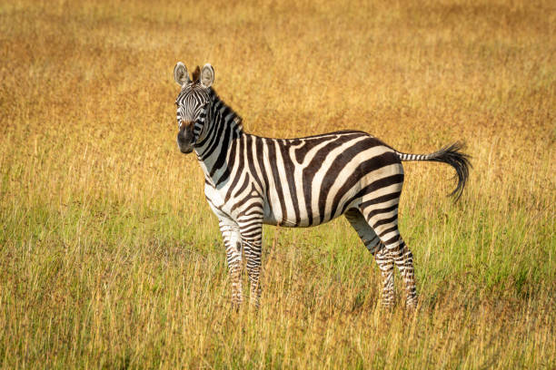 istock Plains zebra stands flicking tail in grass 1216108069