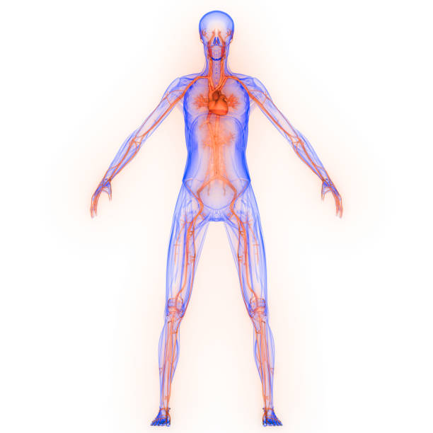 3D Illustration Concept of Heart a Part of Human Circulatory System Anatomy 3d rendering