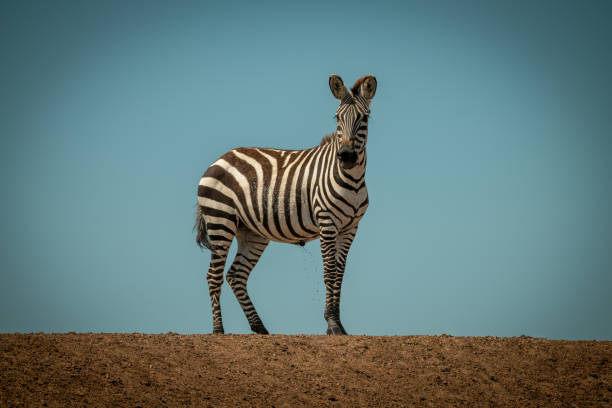 istock Plains zebra stands urinating on sunlit ridge 1216108123