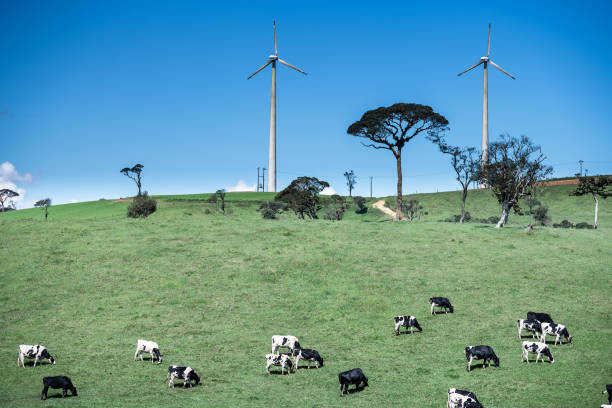 istock Cows in the green field 1216108372