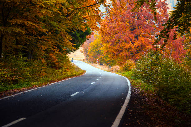 istock Asphalted road through the forest in autumn colors 1216108611