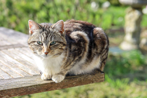 istock Tiger cat on a garden table 1216108875