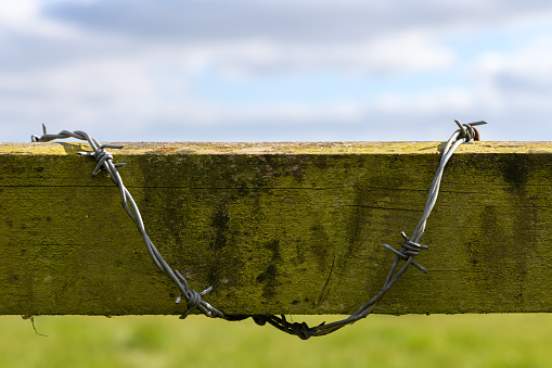 Barbed wire isolated on a blurred background