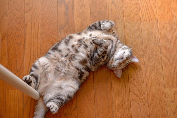 Cat lying on back cat is lying on the floor. lying on back stock pictures, royalty-free photos & images
