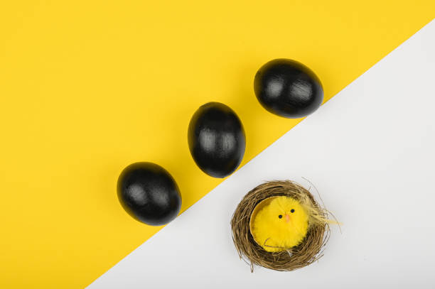 chicken and black eggs. flat lay. black easter. three black eggs - baby chicken young bird young animal easter imagens e fotografias de stock