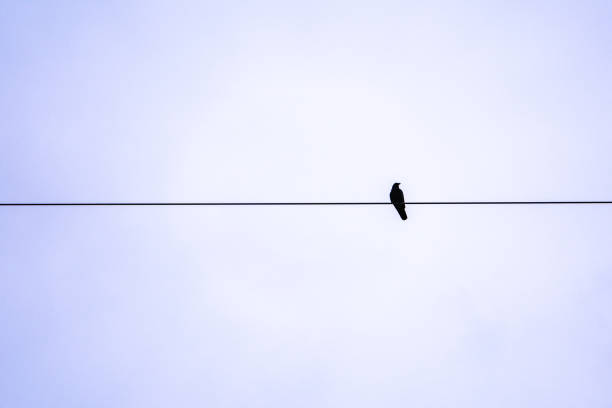 istock Black crow stopping on electric wire 1216116674