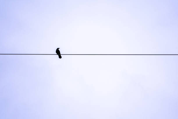 istock Black crow stopping on electric wire 1216116787