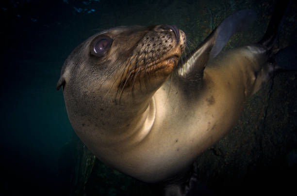istock seal fur seal 1216116981
