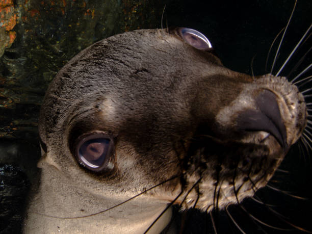 istock seal fur seal 1216117487
