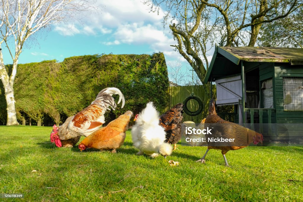 Small, free range flock of hens together with a cockerel, foraging for food in a large, private garden. An old Wendy house is seen, now used as a chicken coup. The birds are kept for there eggs. Chicken - Bird Stock Photo
